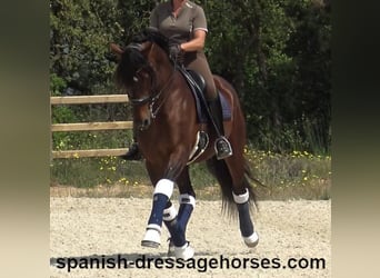 PRE Mix, Hengst, 12 Jahre, 173 cm, Brauner