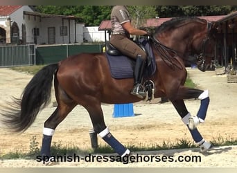 PRE Mix, Hengst, 12 Jahre, 173 cm, Brauner