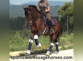 PRE Mix, Hengst, 12 Jahre, 173 cm, Brauner