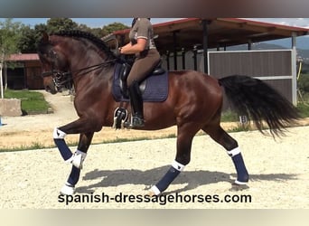 PRE Mix, Hengst, 12 Jahre, 173 cm, Brauner
