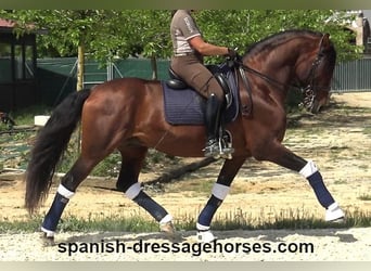 PRE Mix, Hengst, 12 Jahre, 173 cm, Brauner