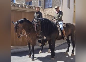 PRE, Hengst, 12 Jahre, 174 cm, Dunkelbrauner