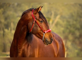 PRE Mix, Hengst, 12 Jahre, 174 cm, Dunkelbrauner