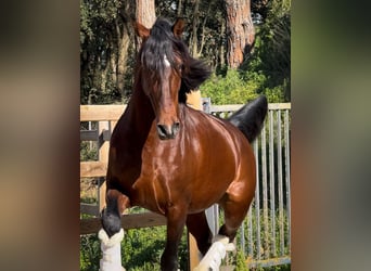 PRE Mix, Hengst, 12 Jahre, 174 cm, Dunkelbrauner