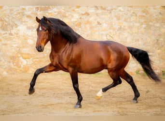 PRE Mix, Hengst, 12 Jahre, 174 cm, Dunkelbrauner