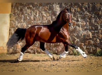 PRE Mix, Hengst, 12 Jahre, 174 cm, Dunkelbrauner