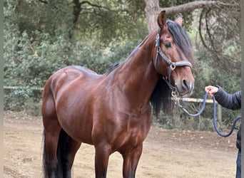 PRE Mix, Hengst, 12 Jahre, 174 cm, Dunkelbrauner