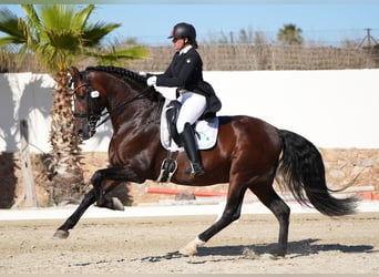 PRE Mix, Hengst, 12 Jahre, 174 cm, Dunkelbrauner