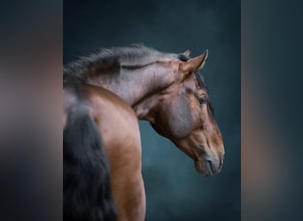 PRE Mix, Hengst, 12 Jahre, 174 cm, Dunkelbrauner