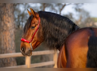 PRE Mix, Hengst, 12 Jahre, 174 cm, Dunkelbrauner