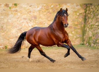 PRE Mix, Hengst, 12 Jahre, 174 cm, Dunkelbrauner