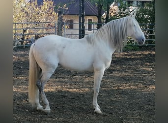 PRE Mix, Hengst, 12 Jahre, 176 cm, Schimmel