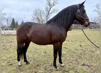 PRE Mix, Hengst, 12 Jahre, Brauner