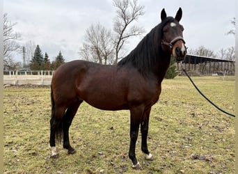 PRE Mix, Hengst, 12 Jahre, Brauner