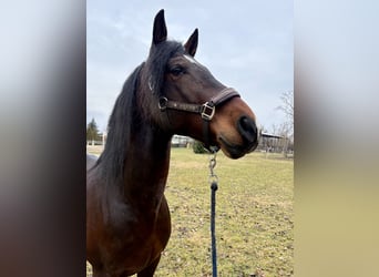 PRE Mix, Hengst, 12 Jahre, Brauner