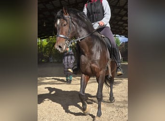 PRE Mix, Hengst, 12 Jahre, Brauner