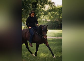 PRE Mix, Hengst, 12 Jahre, Brauner