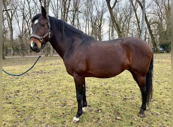 PRE Mix, Hengst, 12 Jahre, Brauner