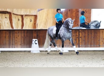 PRE Mix, Hengst, 12 Jahre, Schimmel