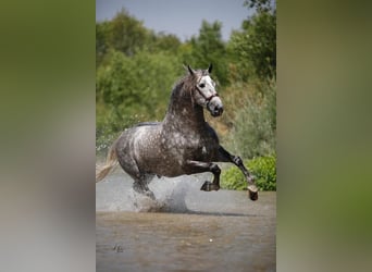 PRE Mix, Hengst, 12 Jahre, Schimmel