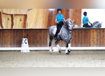 PRE Mix, Hengst, 12 Jahre, Schimmel
