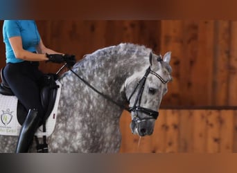 PRE Mix, Hengst, 12 Jahre, Schimmel