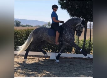 PRE Mix, Hengst, 12 Jahre, Schimmel