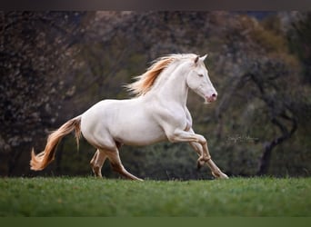 PRE, Hengst, 13 Jaar, 152 cm