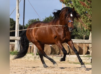 PRE, Hengst, 13 Jaar, 157 cm, Bruin