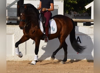 PRE, Hengst, 13 Jaar, 157 cm, Bruin