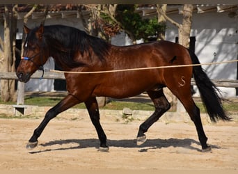 PRE, Hengst, 13 Jaar, 157 cm, Bruin