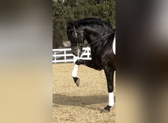 PRE Mix, Hengst, 13 Jaar, 168 cm, Zwart