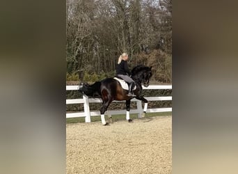 PRE Mix, Hengst, 13 Jaar, 168 cm, Zwart