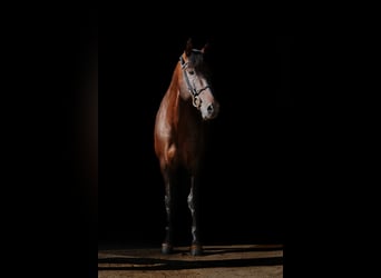 PRE, Hengst, 13 Jaar, 169 cm, Donkerbruin