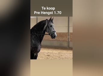 PRE Mix, Hengst, 13 Jaar, 170 cm, Appelschimmel