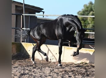 PRE, Hengst, 13 Jaar, 171 cm, Bruin