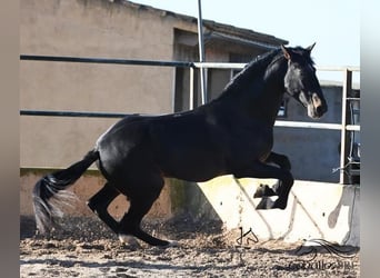 PRE, Hengst, 13 Jaar, 171 cm, Bruin