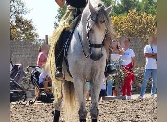 PRE Mix, Hengst, 13 Jaar, 174 cm, Schimmel