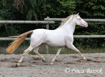 PRE, Hengst, 13 Jahre, 152 cm, Perlino