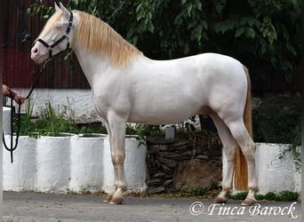 PRE, Hengst, 13 Jahre, 152 cm, Perlino