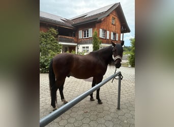 PRE Mix, Hengst, 13 Jahre, 156 cm, Brauner