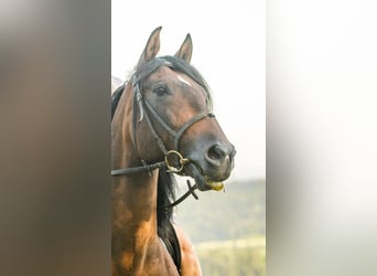 PRE Mix, Hengst, 13 Jahre, 156 cm, Brauner