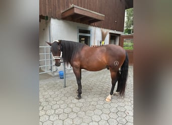 PRE Mix, Hengst, 13 Jahre, 156 cm, Brauner