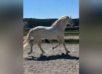 PRE Mix, Hengst, 13 Jahre, 162 cm, Schimmel