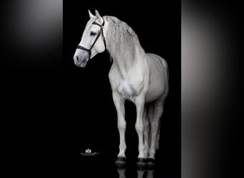PRE, Hengst, 13 Jahre, 164 cm, Schimmel