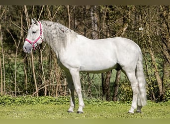 PRE, Hengst, 13 Jahre, 164 cm, Schimmel