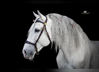 PRE, Hengst, 13 Jahre, 164 cm, Schimmel