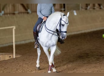PRE, Hengst, 13 Jahre, 164 cm, Schimmel