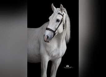 PRE, Hengst, 13 Jahre, 164 cm, Schimmel