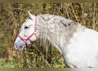 PRE, Hengst, 13 Jahre, 164 cm, Schimmel